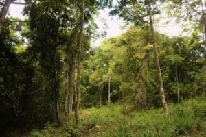 Lush green forest with tall trees and dense foliage in Dominical.