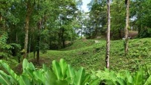 Lush green jungle with trees and plants in Dominical, Costa Rica.
