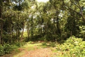 Lush forest with river and swimming holes in Dominical wildlife reserve.
