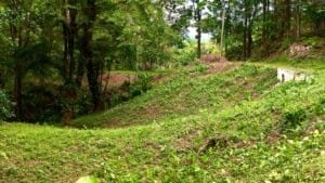 Lush green jungle landscape with terraced land and trees in Dominical.
