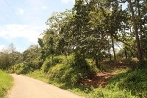 Scenic view of a lush wildlife reserve with trees and a dirt road in Dominical.