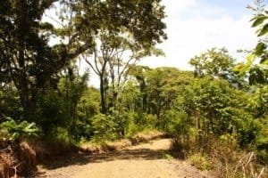 Scenic dirt path through lush Costa Rican forest near Dominical.