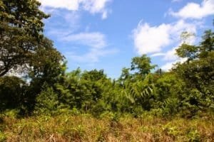Lush tropical forest with blue sky and scattered clouds in Dominical, Costa Rica.
