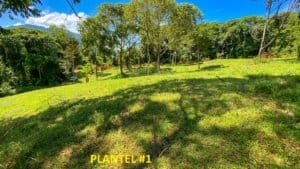 Serene jungle plot with lush trees and mountain views in Dominical, Costa Rica.
