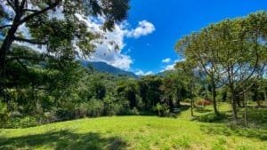 Lush green jungle with trees, mountain background, and blue sky.