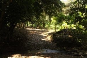 Serene forest trail with river and lush greenery in Dominical, Costa Rica.