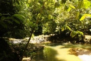Lush tropical river scene in Dominical with dense greenery and clear water.