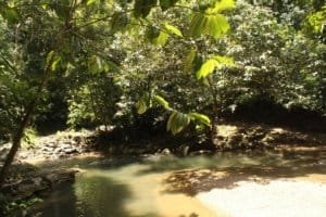 Serene river flowing through lush tropical forest in Dominical, Costa Rica.