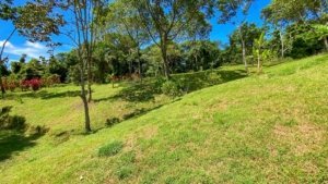 Large lush jungle plot with trees and mountain views in Dominical, Costa Rica.
