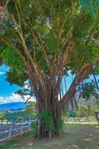 Majestic tree with lush green foliage in Costa Rica countryside.