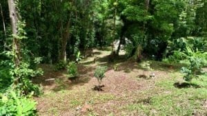 Lush jungle landscape with small plants and trees in Dominical, Costa Rica.