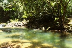 Serene river flowing through lush forest in Dominical, Costa Rica.