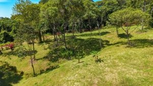 Large lush jungle plot with trees and mountain views in Dominical, Costa Rica.