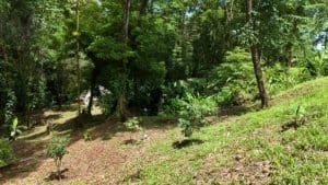 Lush green jungle landscape with small plants and trees in Dominical, Costa Rica.