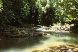 Serene river flowing through lush tropical forest in Dominical, Costa Rica.