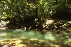 Serene river flowing through lush green forest in Dominical, Costa Rica.