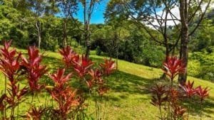 Lush jungle scene with vibrant red and green foliage and mountain views.