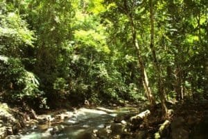 Serene river flowing through lush green forest in Dominical, Costa Rica.
