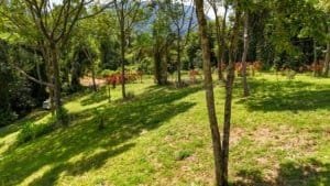 Quiet jungle plot with trees, grass, and mountain views in Dominical.