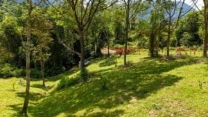 Large lush jungle plot with trees, grass, and mountain views in Dominical.