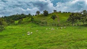 Large lush green jungle plot with grazing cows and mountain backdrop.