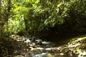 Serene river flowing through lush tropical forest in Dominical, Costa Rica.