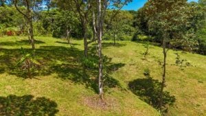 Large jungle plot with trees, mountain views, and building platforms in Dominical.