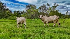 Two cows grazing in lush green jungle with mountain views in Costa Rica.