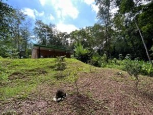 Secluded jungle home with lush greenery and surrounding trees in Dominical.