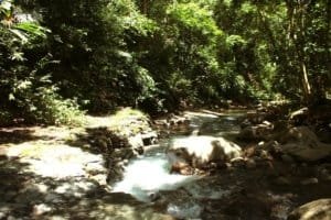 Scenic river flowing through lush forest in Dominical, Costa Rica.