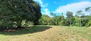 Open grassy area with trees and rainforest in the background in Dominical.