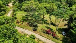 Large lush jungle plot with trees, plants, and mountain views in Dominical.