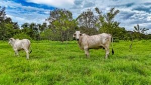 Two cows grazing on lush green jungle pasture in Dominical, Costa Rica.