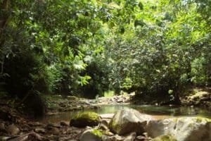 Scenic river flowing through lush tropical forest in Dominical, Costa Rica.