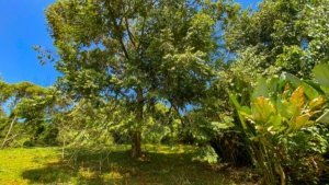 Lush green jungle plot with large trees and vibrant foliage in Dominical.