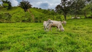 Cattle grazing on a green hillside with trees and mountains in the background.