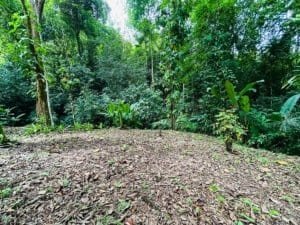 Prime jungle land for sale in Dominical with lush greenery and trees.