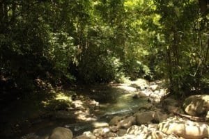 Lush forest with river and swimming holes in Dominical, Costa Rica.