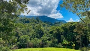 Lush green jungle with mountain views and blue sky in Dominical, Costa Rica.