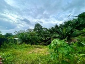 Lush tropical garden with palm trees and green foliage in Dominical, Costa Rica.