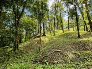 Lush green jungle landscape with trees and gentle slopes in Dominical, Costa Rica.