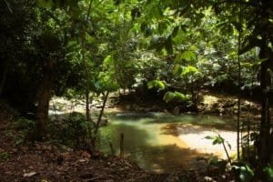 Lush jungle with river and swimming holes in Dominical, Costa Rica.