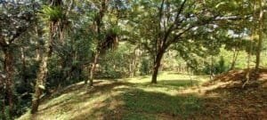 Lush rainforest with trees and greenery in Dominical, Costa Rica.