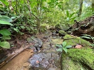 Lush jungle with a small creek flowing through it in Dominical, Costa Rica.