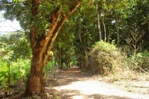 Path through lush forest in Dominical, Costa Rica, with dense trees and greenery.