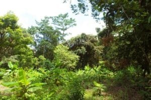 Lush tropical forest with river and swimming holes in Dominical, Costa Rica.