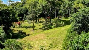 Large lush jungle plot with open grassy areas and mountain scenery.