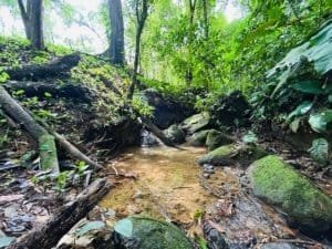 Secluded jungle creek near a private home in Dominical, Costa Rica.
