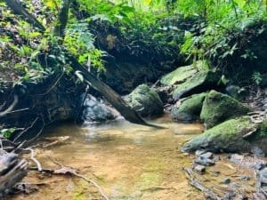 Lush jungle stream with rocks and flowing water in Dominical, Costa Rica.