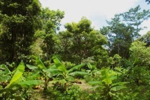 Lush tropical forest with banana plants and tall trees in Dominical, Costa Rica.